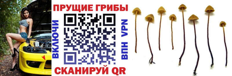 MEGA ссылки  Энгельс  Галлюциногенные грибы прущие грибы 